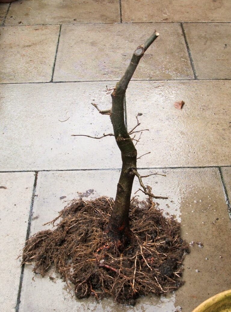 Linden field growing bonsai