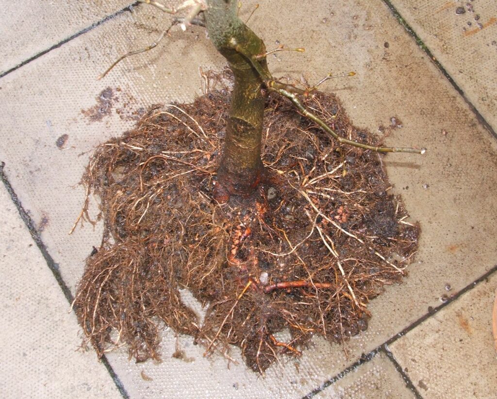 Linden field growing bonsai