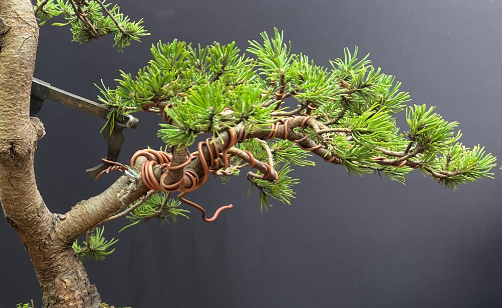 mugo pine branch