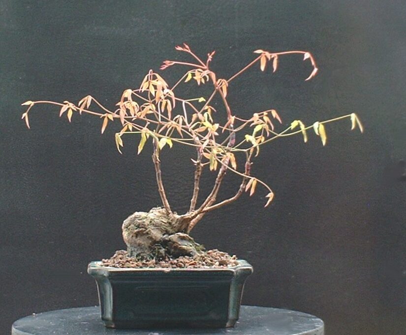 Trees Outdoor Page – – Bonsai4Me 5