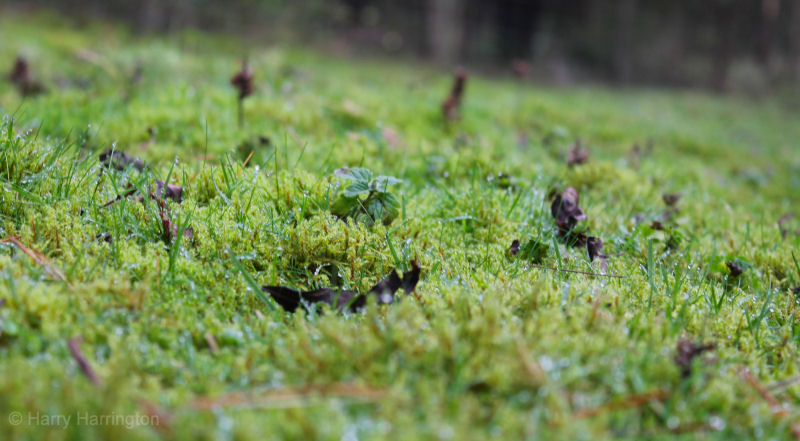 sphagnum moss for bonsai
