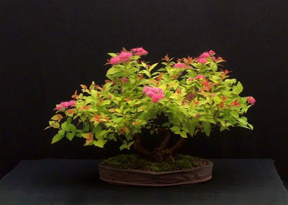 spiraea bonsai