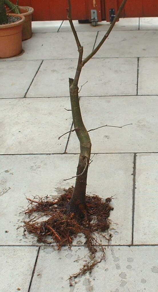 Linden field growing bonsai