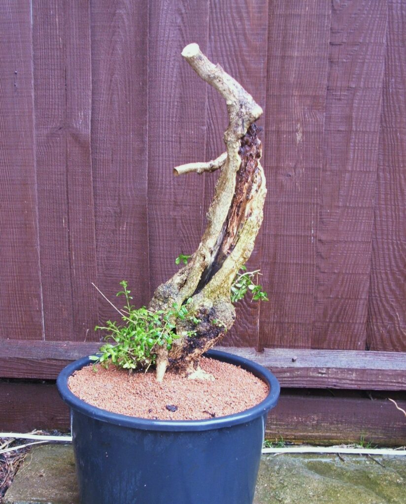 Buxus sempervirens/Common Boxwood bonsai
