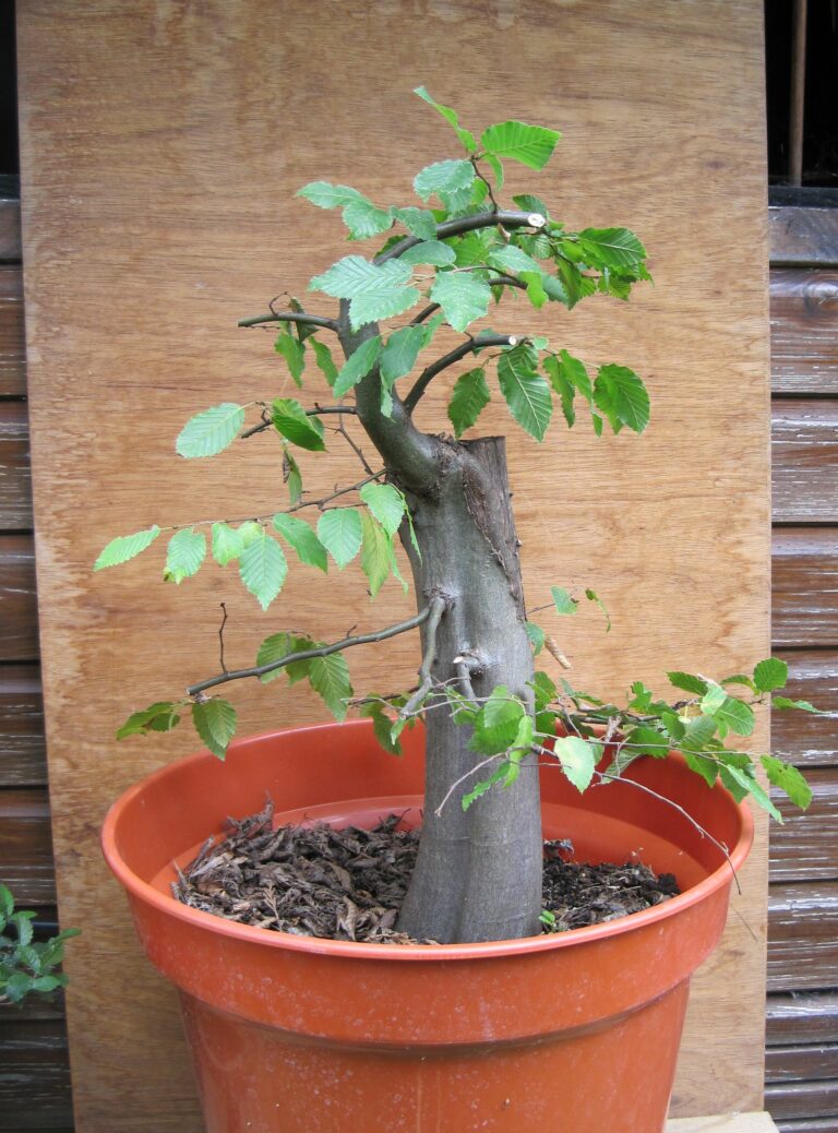 Carpinus betulus/European Hornbeam bonsai.