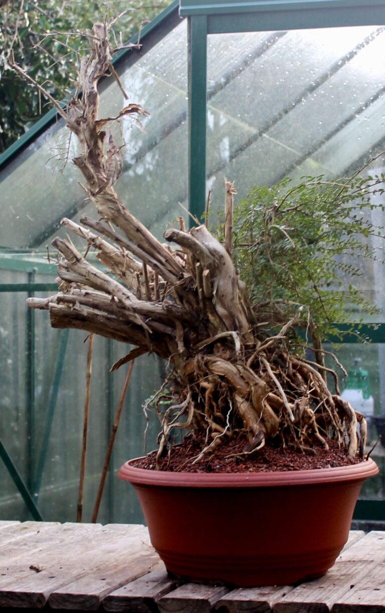 Lonicera nitida "Baggesen's Gold"/Shrubby Honeysuckle bonsai