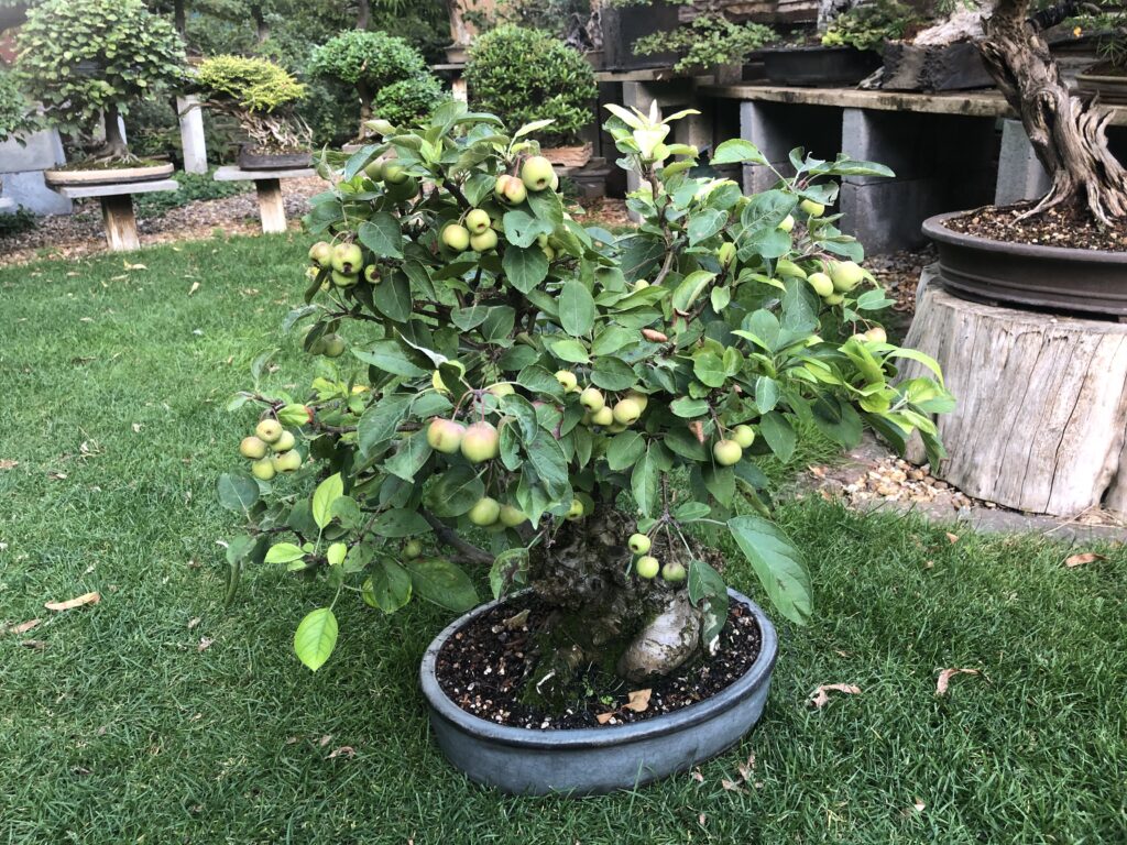 Crab Apple bonsai