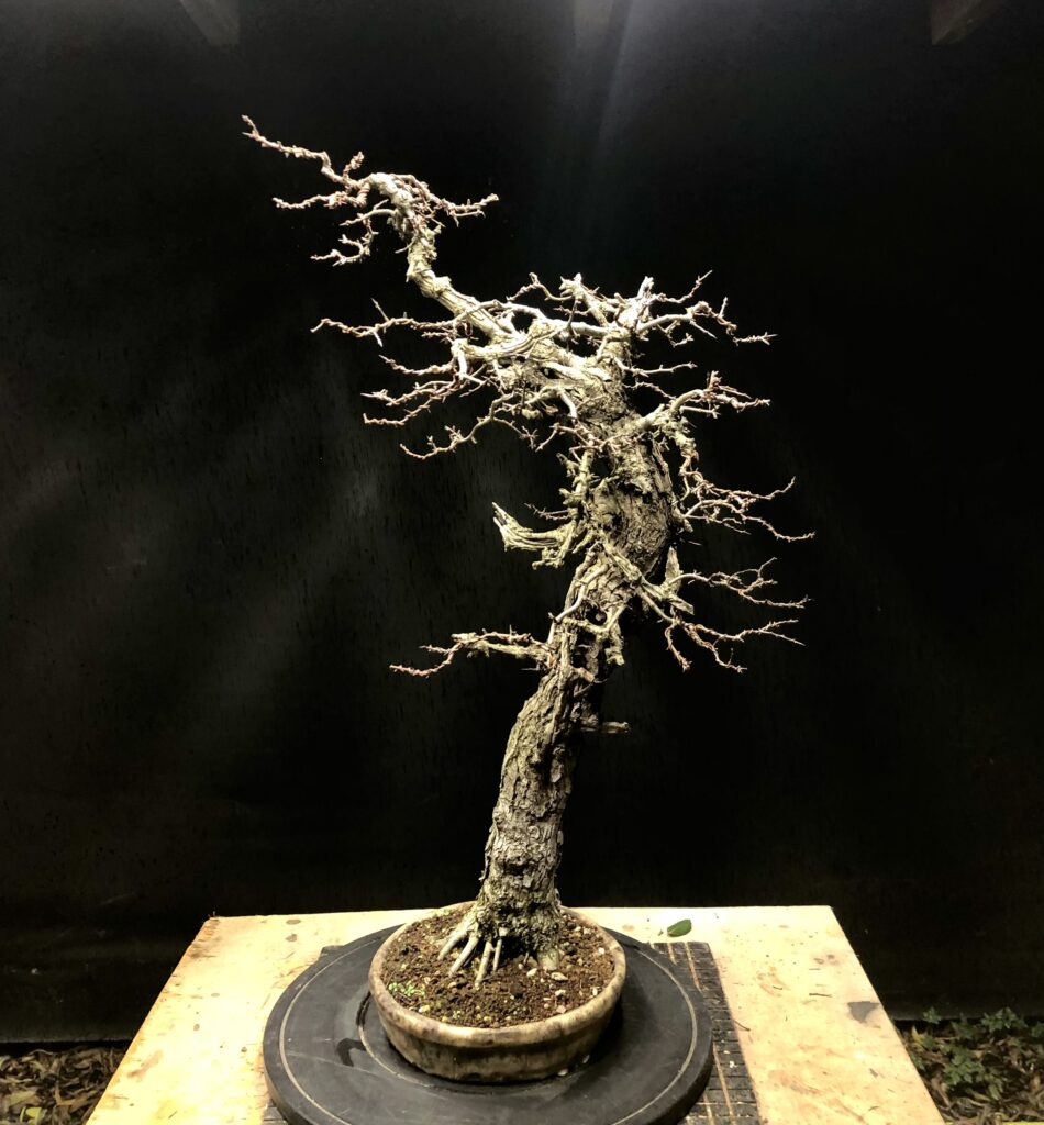 Crataegus monogyna/Common Hawthorn bonsai in Winter. By Harry Harrington.