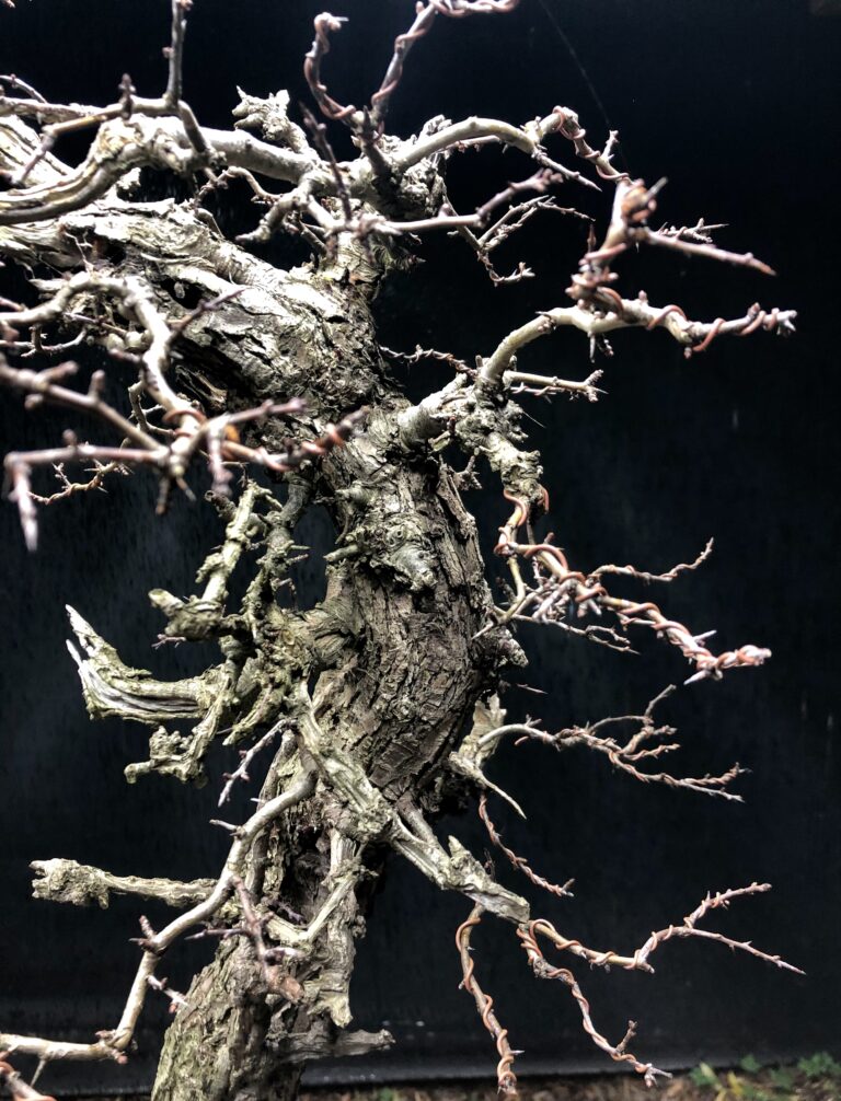 Crataegus monogyna/Common Hawthorn bonsai detail.