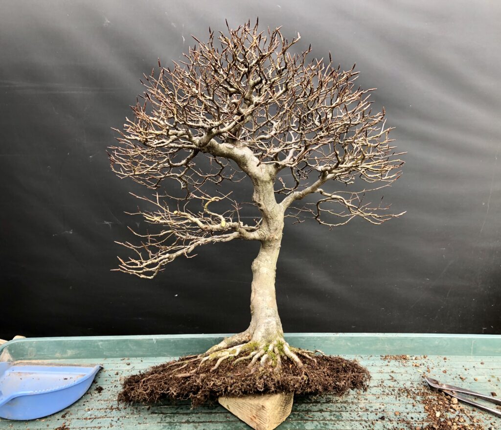 Beech bonsai repotting