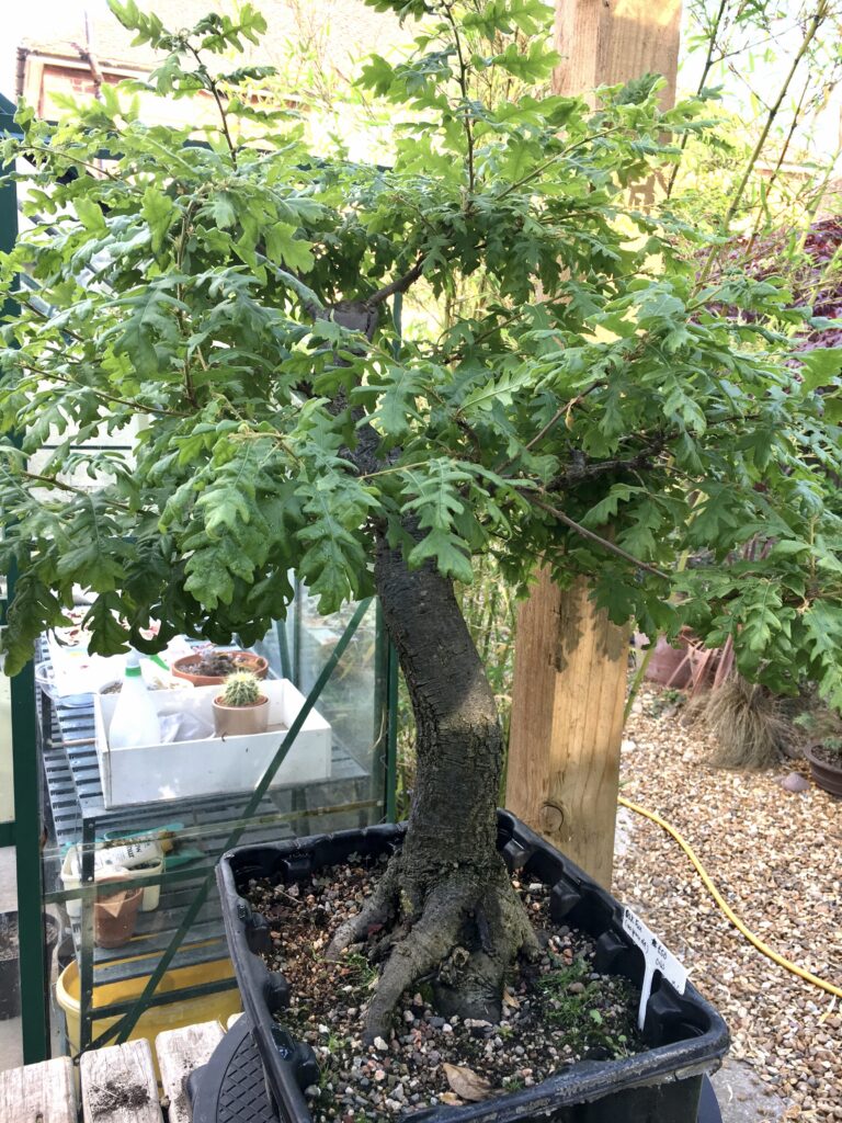 Quercus cerris/Turkey Oak bonsai