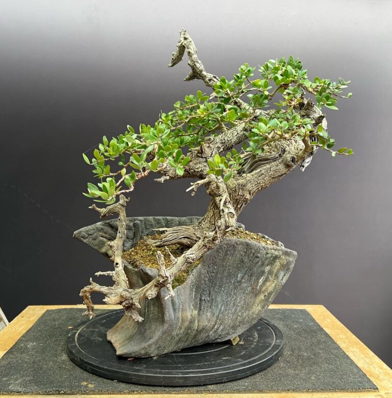 Olea sylvestris/Wild Olive bonsai