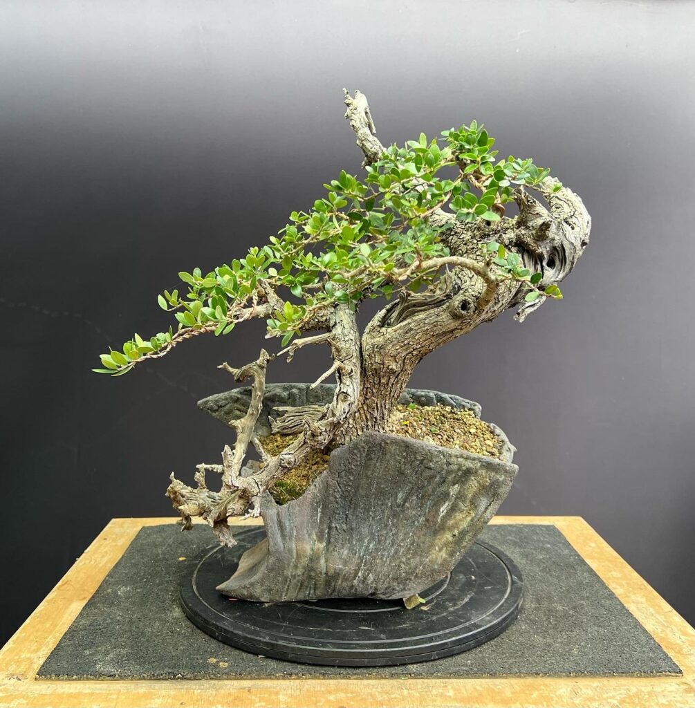 Olea sylvestris/Wild Olive bonsai