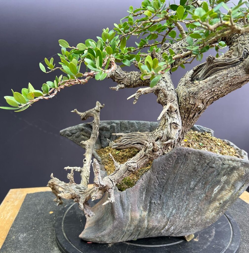 Olea sylvestris/Wild Olive bonsai