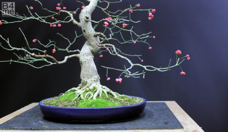 Euonymous europaeus/European Spindle bonsai