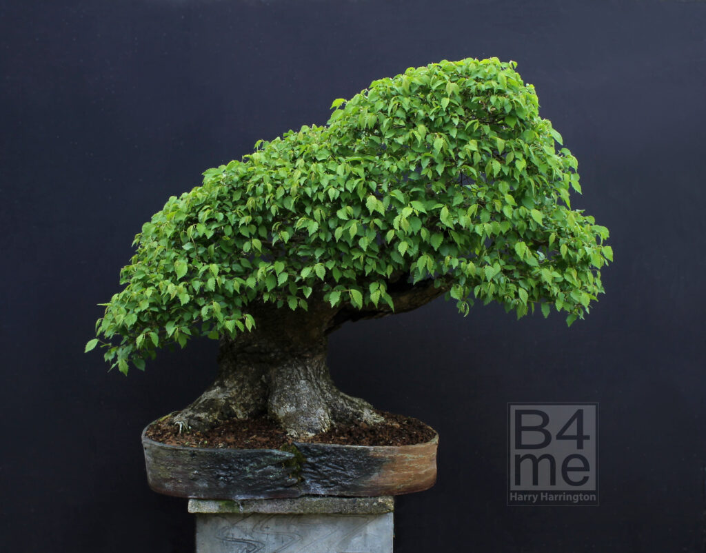 Ulmus minor/Field Elm bonsai