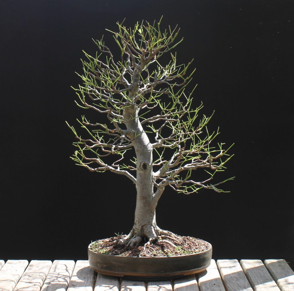 Tilia cordata Lime Linden bonsai