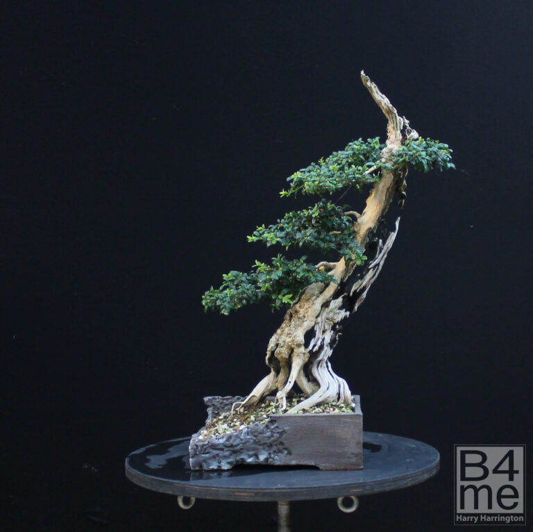 Buxus sempervirens/Common Boxwood bonsai