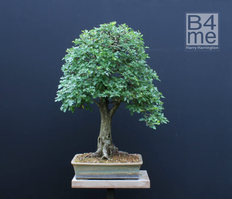 Crataegus monogyna/Common Hawthorn bonsai.