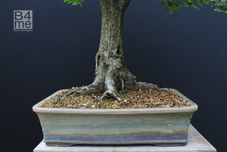 Crataegus monogyna/Common Hawthorn bonsai.