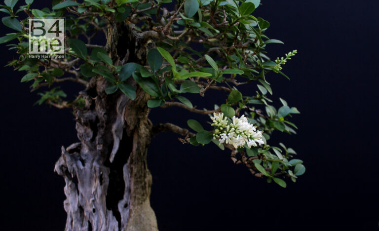 The Privet bonsai flower.