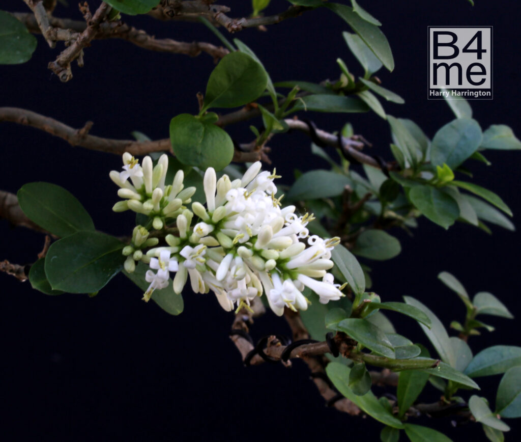 Privet bonsai flower