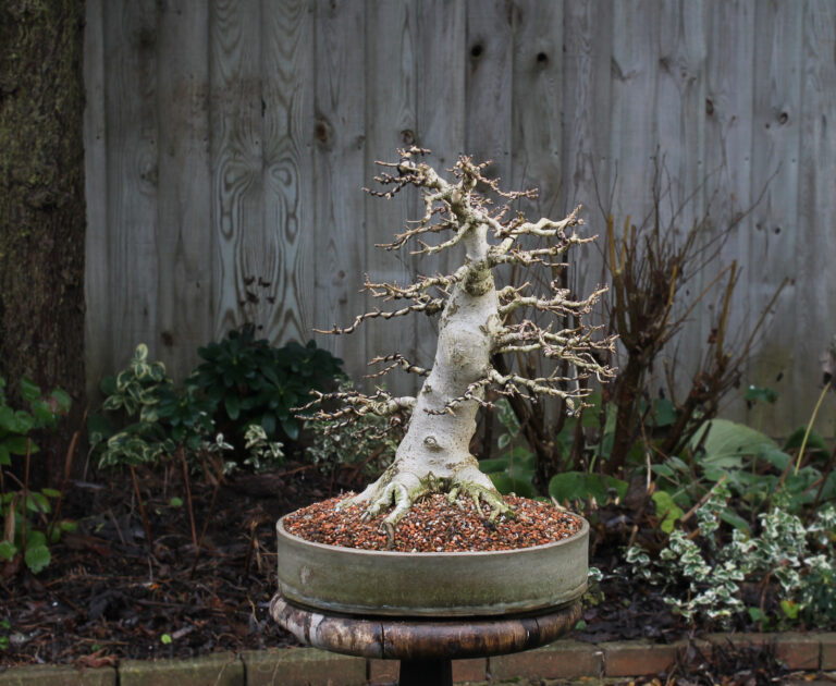 acer campestre/Field Maple bonsai