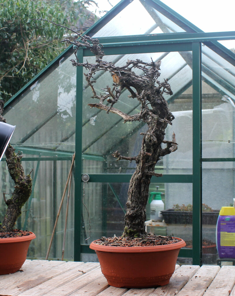 Crataegus monogyna/Common Hawthorn bonsai after collection in 2015.