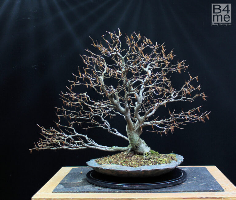 Fagus sylvatica/European Beech bonsai