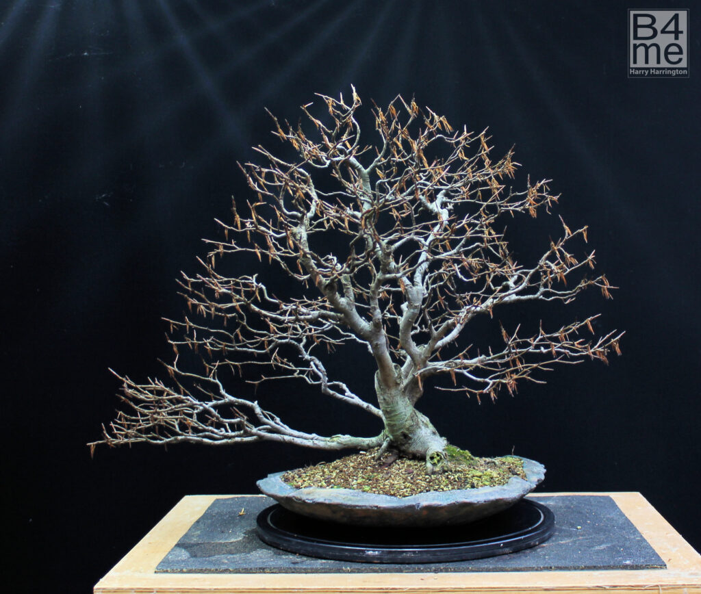 Beech bonsai