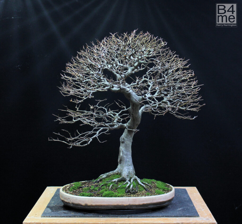 Fagus sylvatica/European Beech bonsai by Harry Harrington in Winter 2022.