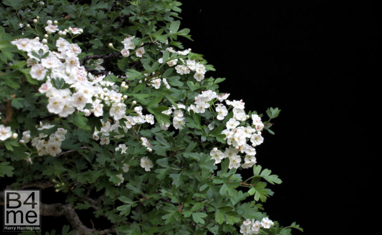 Crataegus monogyna/Common Hawthorn bonsai in flower.