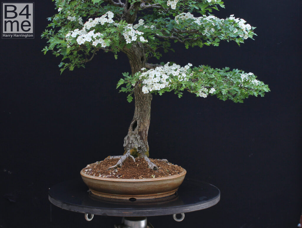 Hawthorn bonsai in flower by Harry Harrington.