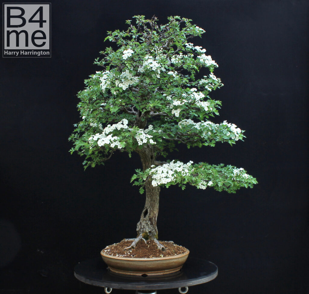 Hawthorn bonsai in flower by Harry Harrington