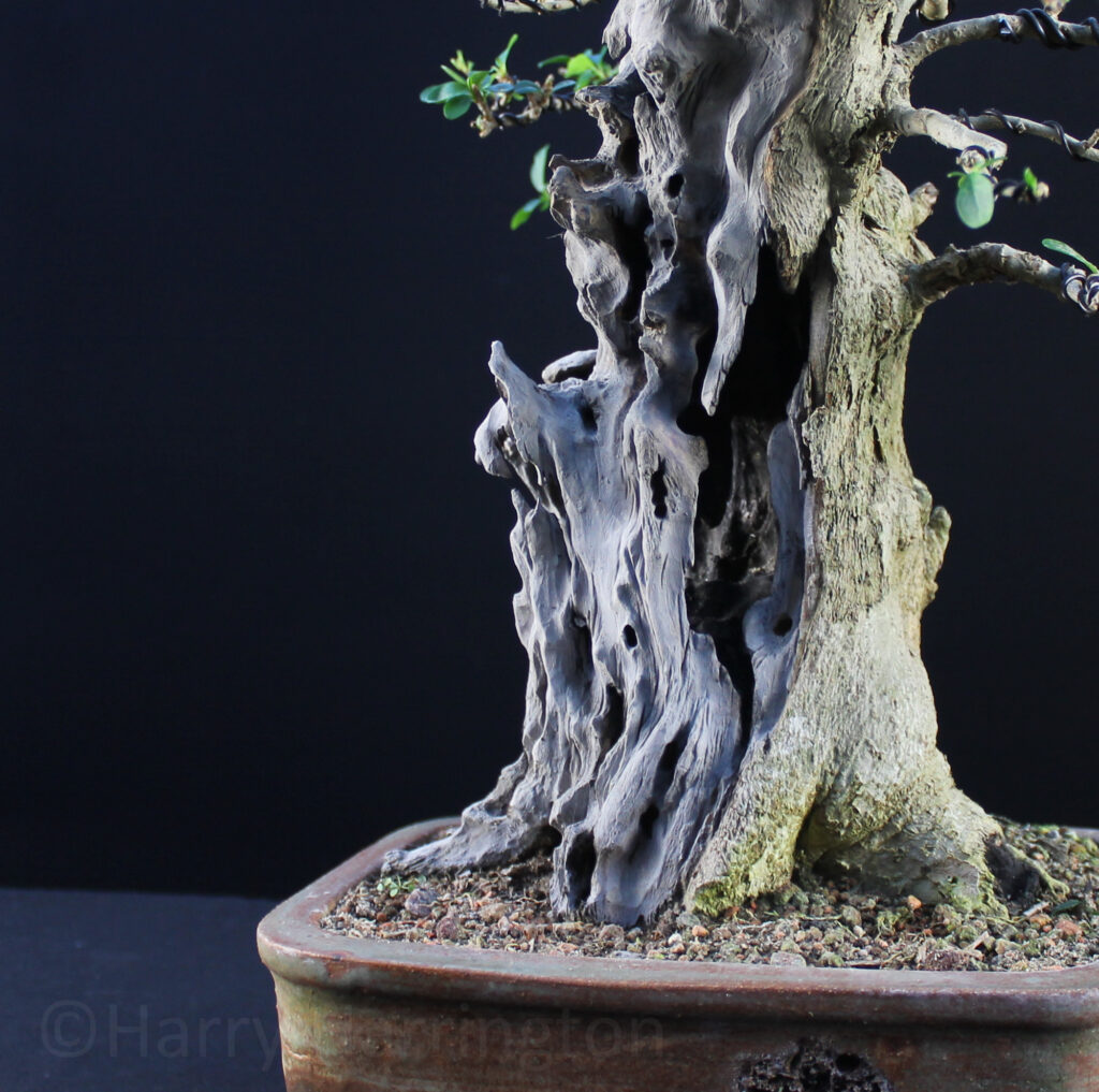 Deadwood on the Ligustrum ovalifolium/Privet bonsai.