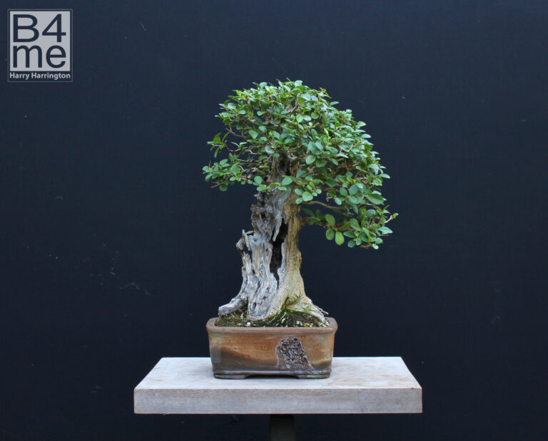 Ligustrum ovalifolium/Privet bonsai.