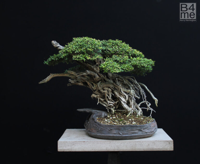 Lonicera nitida "Baggesen's Gold"/Shrubby Honeysuckle bonsai