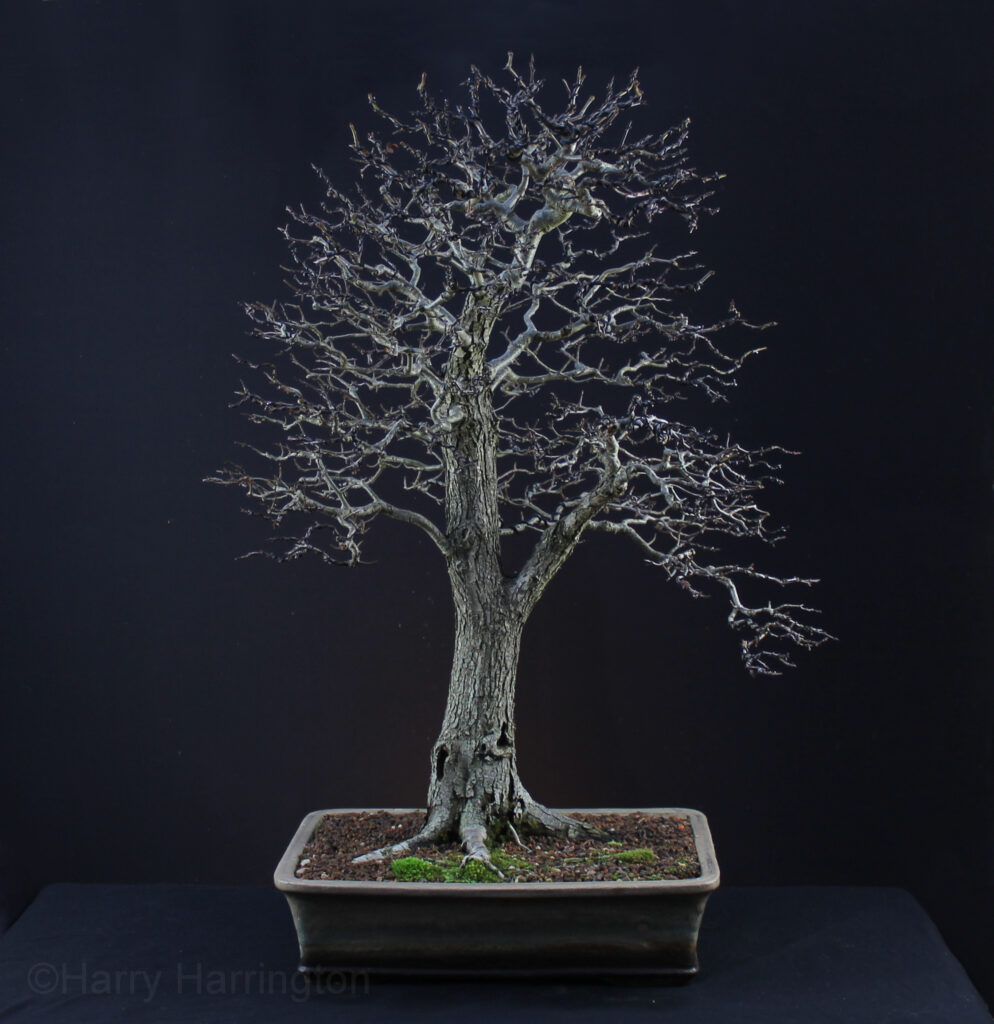 Crataegus monogyna/Common Hawthorn bonsai in Winter. By Harry Harrington