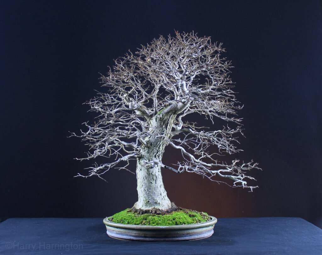 Exotenherz Bonsai Chinesische Ulme Ulmus parviflora Kugelform