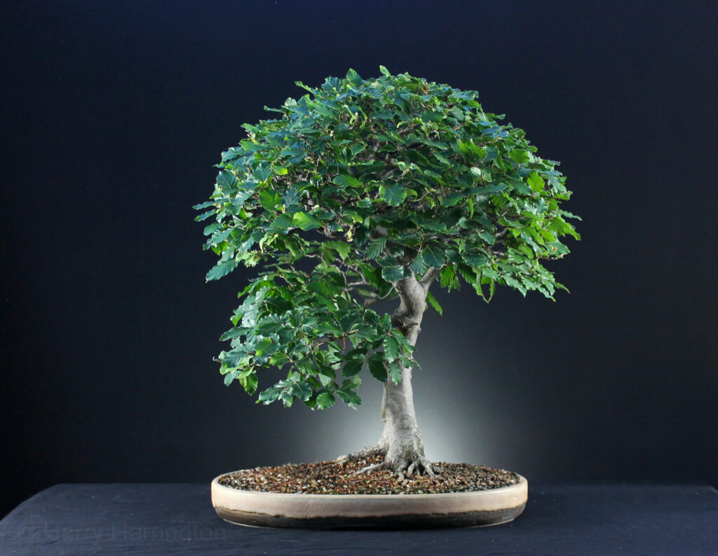 Fagus sylvatica/European Beech bonsai by Harry Harrington in Summer 2017. Bonsai pot by Victor Harris of Erin Pottery.