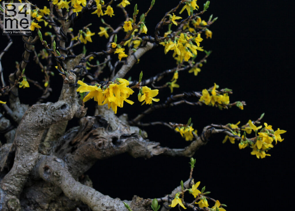 Forsythia bonsai flowers.