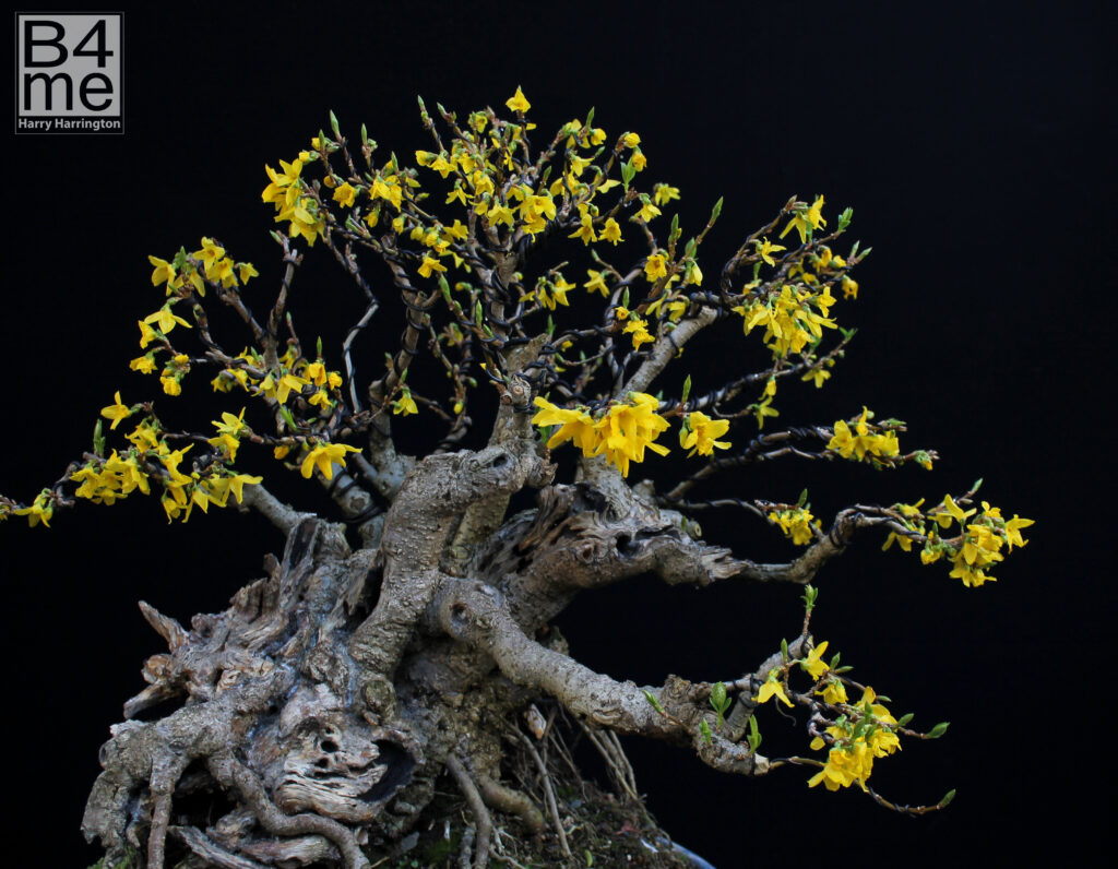 Forsythia bonsai flowers.