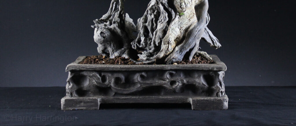 Privet bonsai pot by Thor Holvila