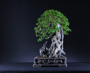 Privet bonsai