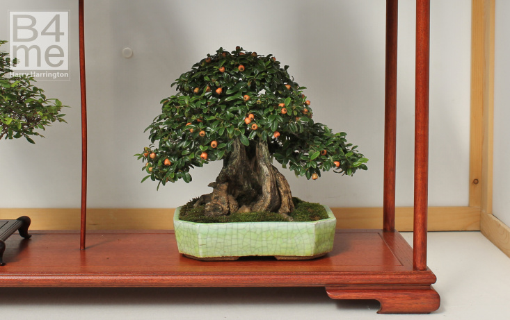 Cotoneaster Shohin bonsai Wirral Bonsai Show 2019 andy Hardman