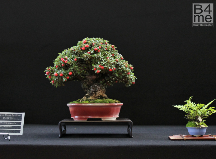 Cotoneaster Shohin bonsai by Carlos Fernandez De Betono European Bonsai San Show 2019