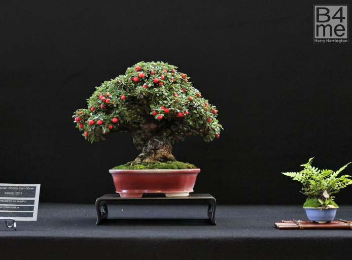 The Bonsaïst  Bonsai of Ré-Nao