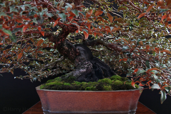 Eleagnus bonsai by Jeremias Harnan Bonsai pot John Pitt Saulieu 161017