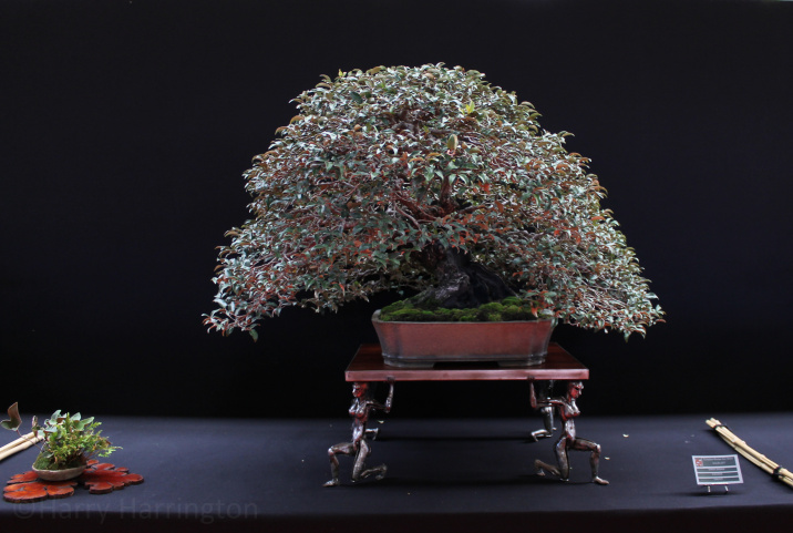 Eleagnus bonsai by Jeremias Harnan Bonsai pot John Pitt Saulieu 161017