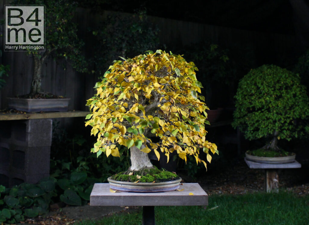Ulmus minor/English or Field Elm bonsai